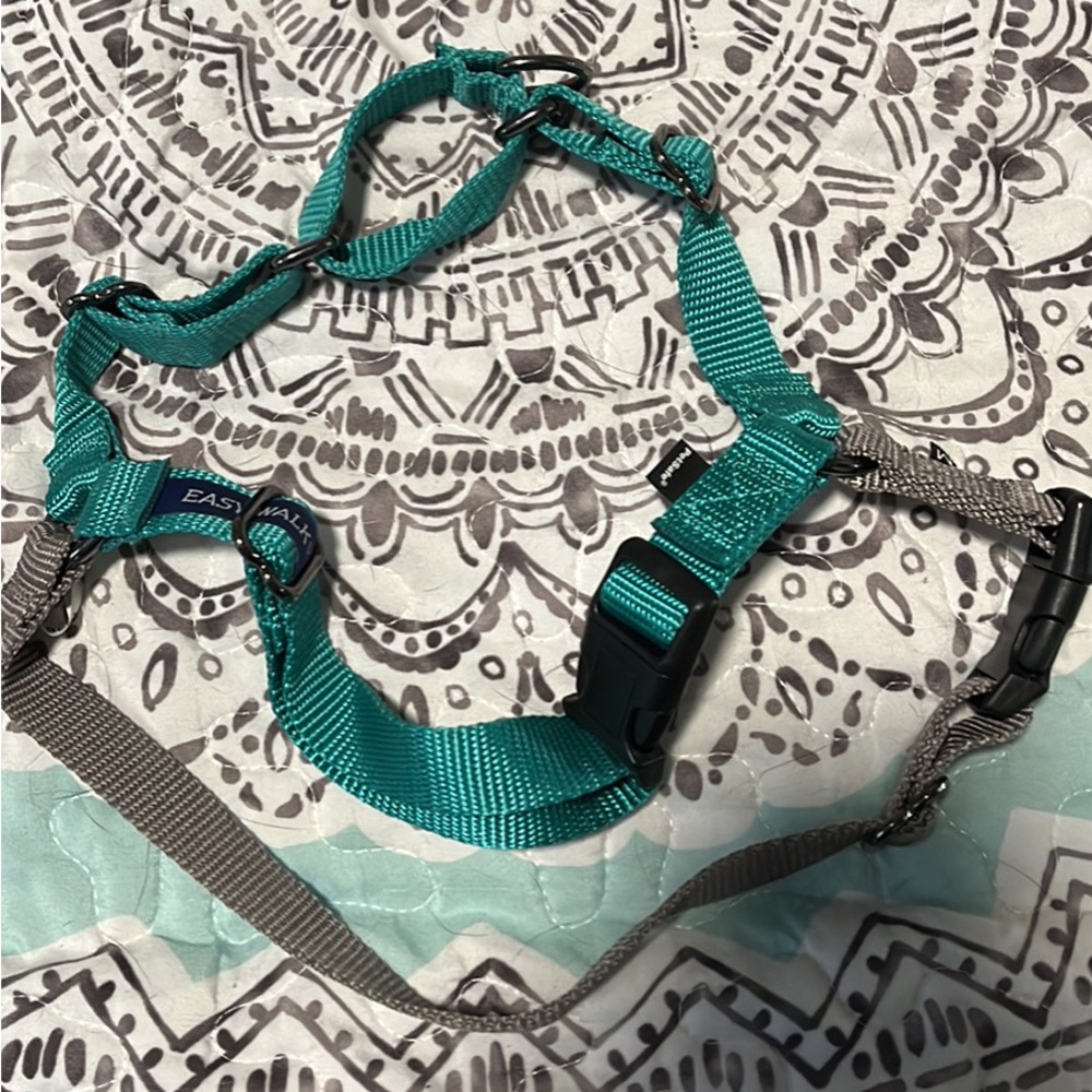 Teal and gray, d-ring no pull harness